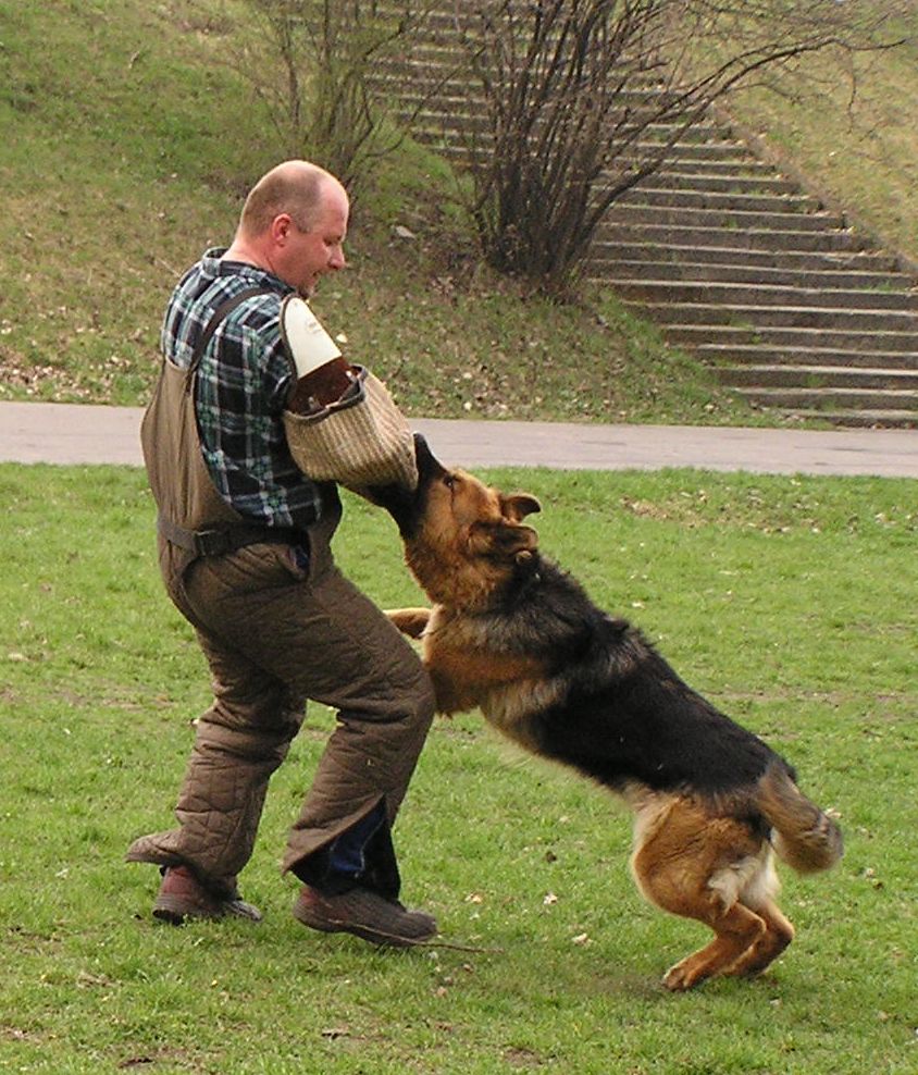 dog